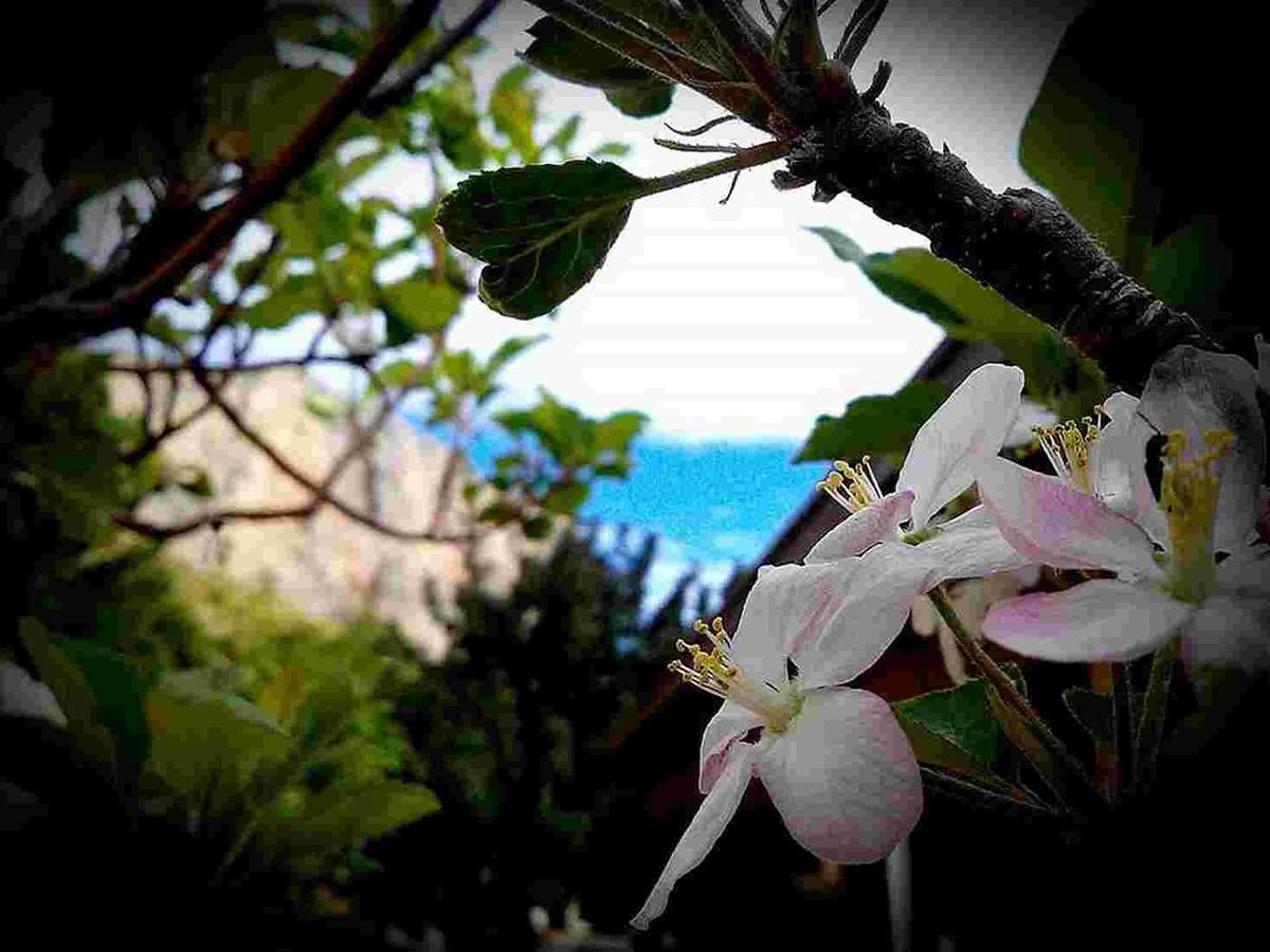 Villa Costa Sauci San Vito Lo Capo Exterior photo